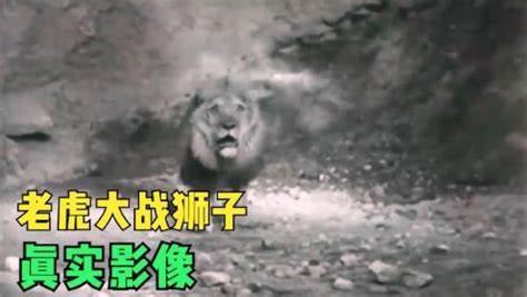 老虎大战狮子的真实影像，老虎和狮子到底谁厉害，你知道答案了吗_高清1080P在线观看平台_腾讯视频