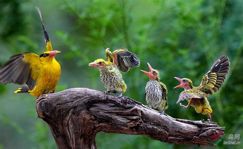 黄鹂鸟吃什么-黄鹂鸟吃什么,黄鹂,鸟,吃,什么 - 早旭阅读