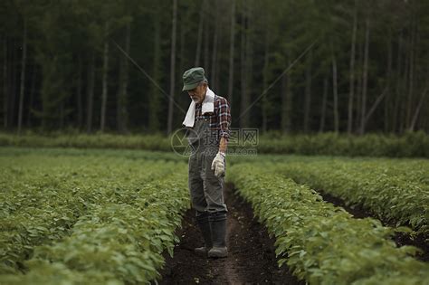 田间劳作的农夫高清图片下载-正版图片502031631-摄图网