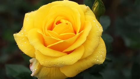 玫瑰花朵数的含义（解读不同朵数的玫瑰，了解情感的含义）_花植网