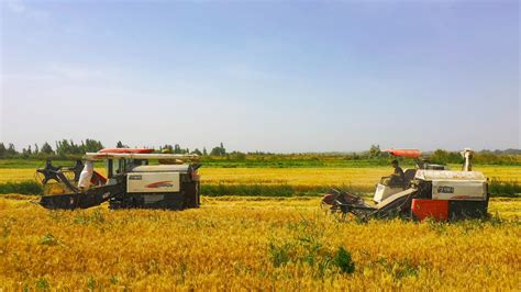 农民丰收丨新疆和田市12.3万亩冬小麦开镰收割 -天山网 - 新疆新闻门户