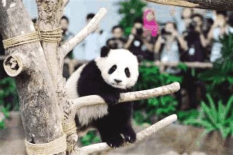 成都新生的23只大熊猫首秀 “熊猫瘫”萌翻全场(组图)_手机凤凰网