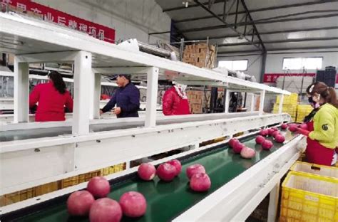 黄土高原上的芳香“玫瑰”： 富县有机苹果走出产业发展新路径 - 长江商报官方网站