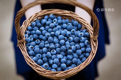 视频 | 小时新闻：浙师大教授栽培的蓝莓又大又甜，金华的农民蜂拥而至