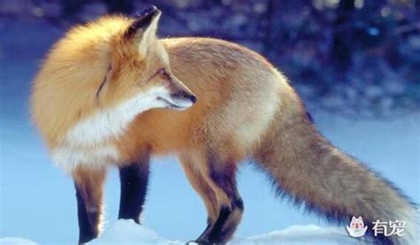 狐狸不小心掉入河里，瞬间被冻成冰，俄罗斯冬天好可怕|狐狸|俄罗斯|可怕_新浪新闻
