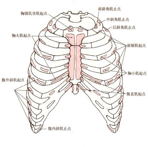 正常人体胸廓解剖图-人体解剖图,_医学图库
