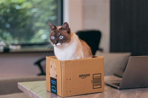 你家猫能拒绝纸箱的诱惑吗？ - 知乎