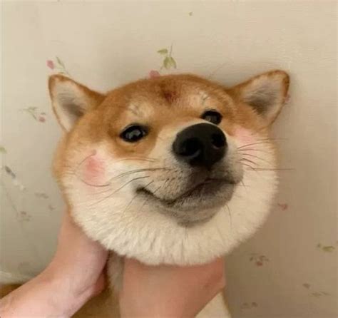 非主流憨憨头像