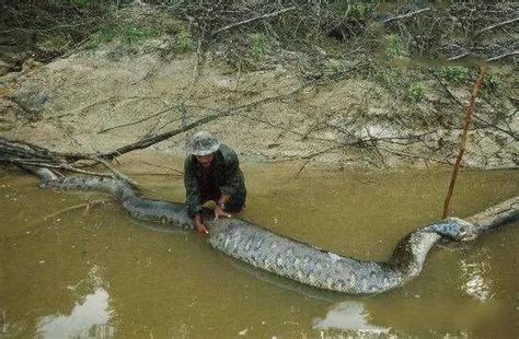 水蚺图片