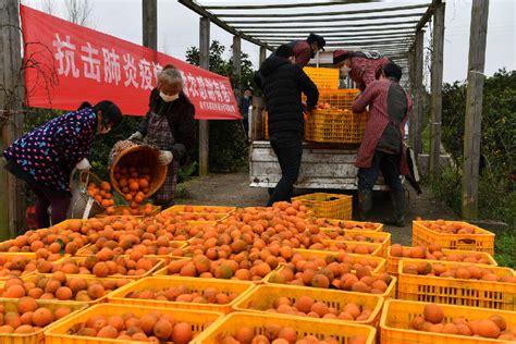 四川南充市高坪区采摘新鲜柑橘供应市场_县域经济网