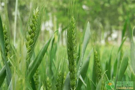 小麦哪些品种适合山东种植？（附山东小麦播种时间）_来源