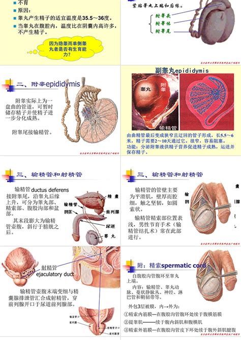 外生殖器手术解剖学-泌尿科学-医学