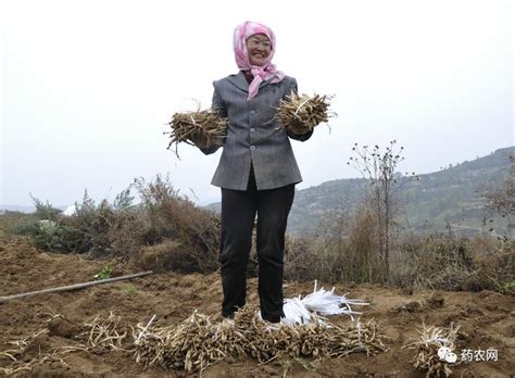 安徽亳州：谷雨到 农事忙-合肥网