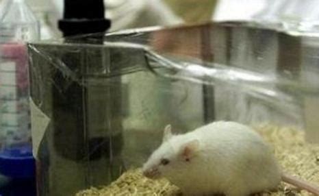 有趣的心理学实验 ——华生小白鼠恐惧实验