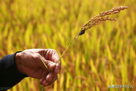 水稻杂交育种选配的原则，杂交水稻是什么的选择结果 - 达达搜