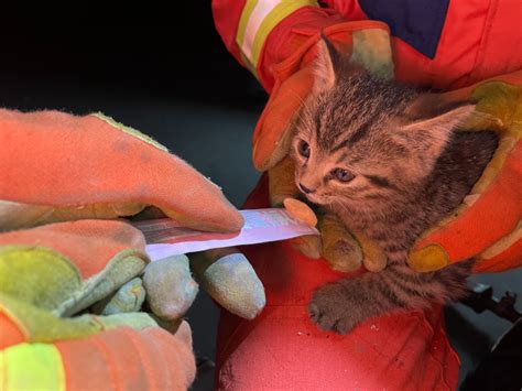 消防员暖心救起井底小猫