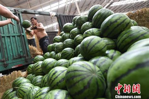 西瓜价格保持高位，批发价创下近10年最高 | 国际果蔬报道
