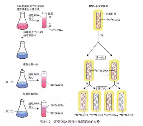 分子生物学质粒纯化技术步骤过程详解 - 知乎