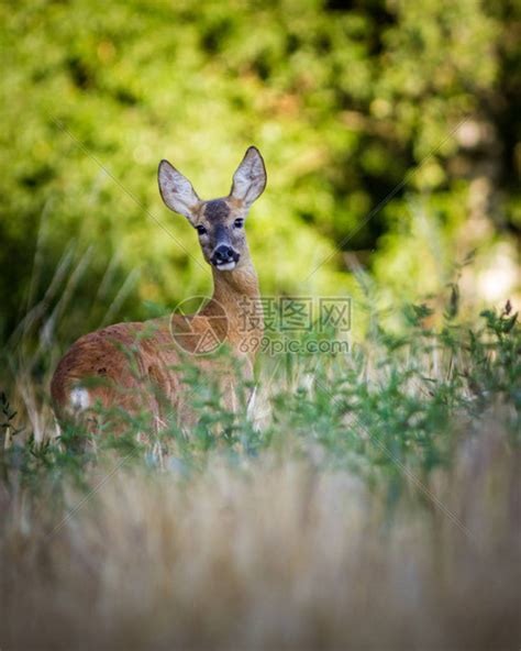 自然界中的獐鹿哺乳动物高清图片下载-正版图片504020744-摄图网