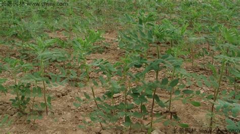 黄芪种子几月播种最好 多久发芽 什么时候收获-长景园林网
