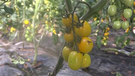 种养结合，农科院技术员助力七彩番茄提质增效_凤凰网视频_凤凰网
