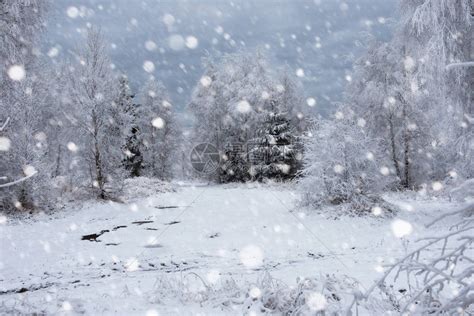 山上的雪覆盖了树木和大雪圣诞高清图片下载-正版图片507441250-摄图网