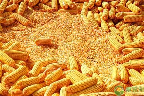 2021年2月玉米价格最新行情预测及走势分析 - 惠农网