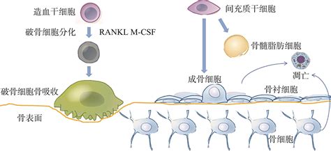 骨骼肌纤维和肌原纤维有什么区别？ - 知乎