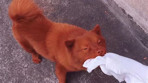 莱州红犬是什么样的犬（莱州红犬的优点和缺点） - 胖萌舍宠物网