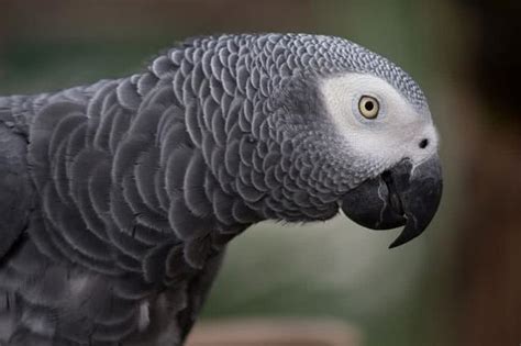 会说话的10种鸟 ：漂亮又聪明 你不想养一只吗？|亚马逊|鹦鹉|鸟_新浪新闻