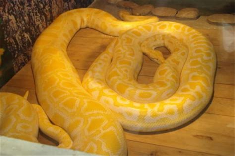 金色蛇是什么品种 人们常说的黄金蟒长度约7米-百科-优推目录