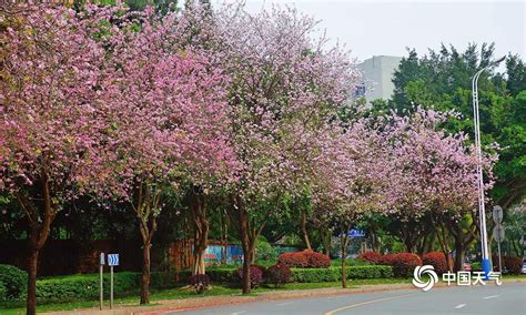 广西柳州春暖花开 紫荆粉云绕满城-图片频道