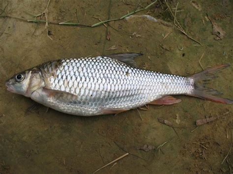 红水河10大鱼类,广西红水河鱼类种类,红水河鱼名称及图片(第6页)_大山谷图库