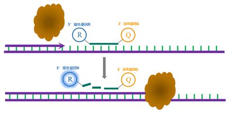 RT-PCR逆转录技术详解_生物器材网