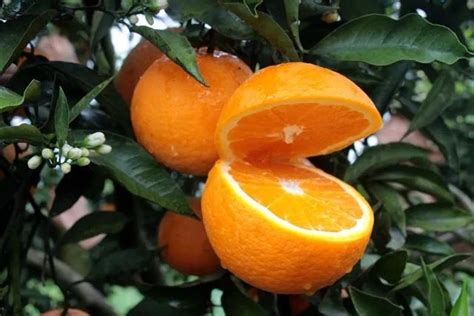 柑橘挂满枝 游客采摘乐 - 华声在线