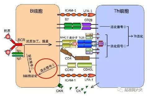 MagniSort™ Human CD8 Memory T cell Enrichment Kit/人CD8记忆性T细胞富集试剂盒