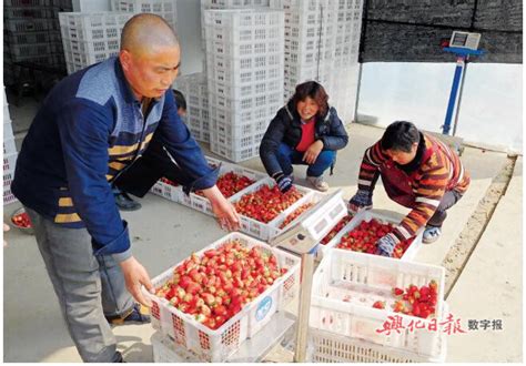 华容区原野果蔬农业专业合作社里农户在采摘草莓