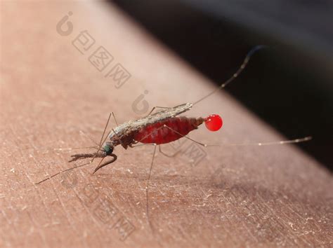 蚊子叮咬孩子的皮肤小男孩在热带森林里被蚊-包图企业站