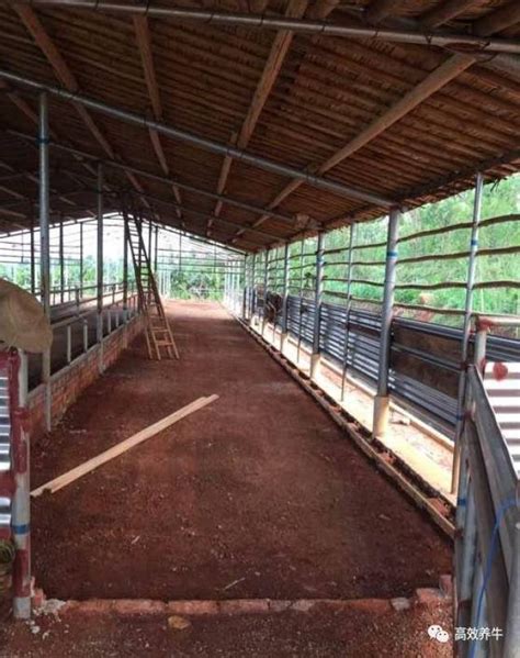 养牛的朋友进来看看，新建的牛棚，欢迎大家点评！_缴费_农村_合作医疗