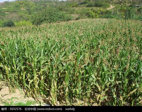 秋天即将收获的玉米地高清图片下载_红动中国
