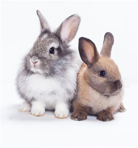 两只兔子坐在草地上高清图片下载-正版图片501463990-摄图网