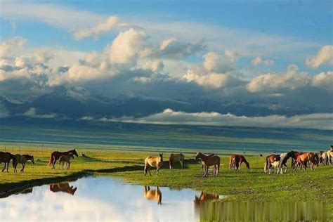 鄂托克旗：让阿尔巴斯白绒山羊产业 走上高质量发展之路-内蒙古故事网-内蒙古新闻网