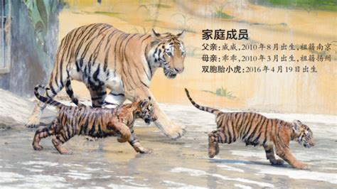 2010年属虎的今年几周岁，属虎年出生的人，今年多少岁