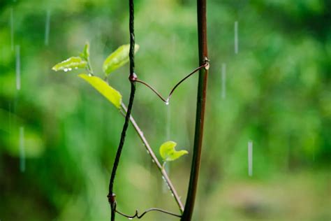 雨水时节，读读那些经典的雨水诗|上元|时节|春雨_新浪新闻