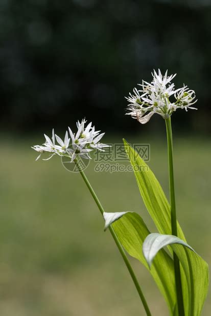 野葱花图片