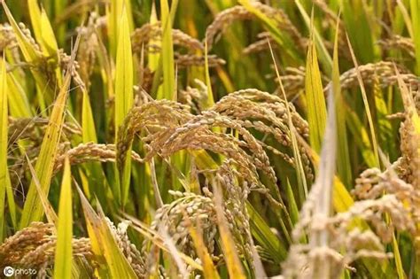 水稻柯杈什么时候结束,水稻为什么不杈,东北水稻分蘖时间_大山谷图库