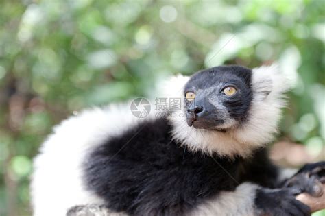 马达加斯加塔那那利佛的黑白狐猴高清图片下载-正版图片501864869-摄图网
