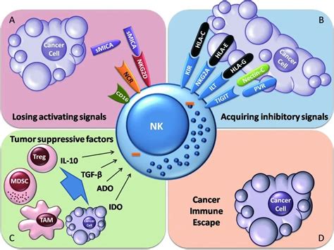 肿瘤治疗的希望：NK细胞 - 知乎
