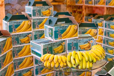 东莞本土特色产品巡展系列③丨麻涌香蕉：打造香蕉的金字招牌