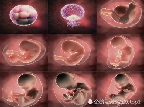 胎儿形成早期的胚胎发育全过程动画演示，附详细语音讲解